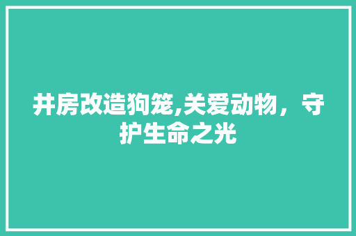 井房改造狗笼,关爱动物，守护生命之光